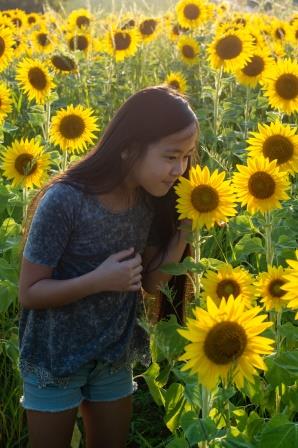 Sunflowers